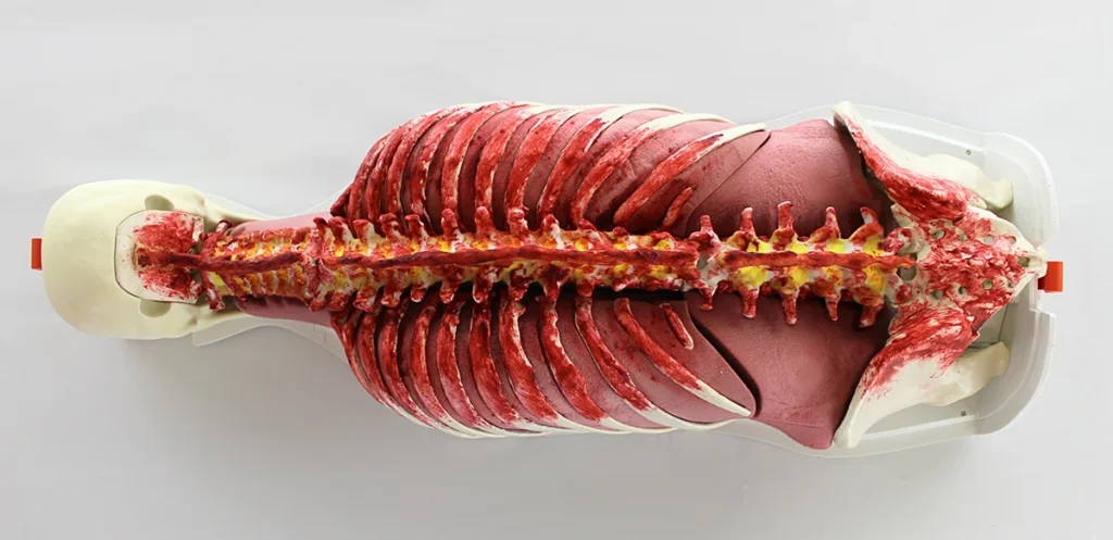 Full length spine on the RealSpine Full Modular