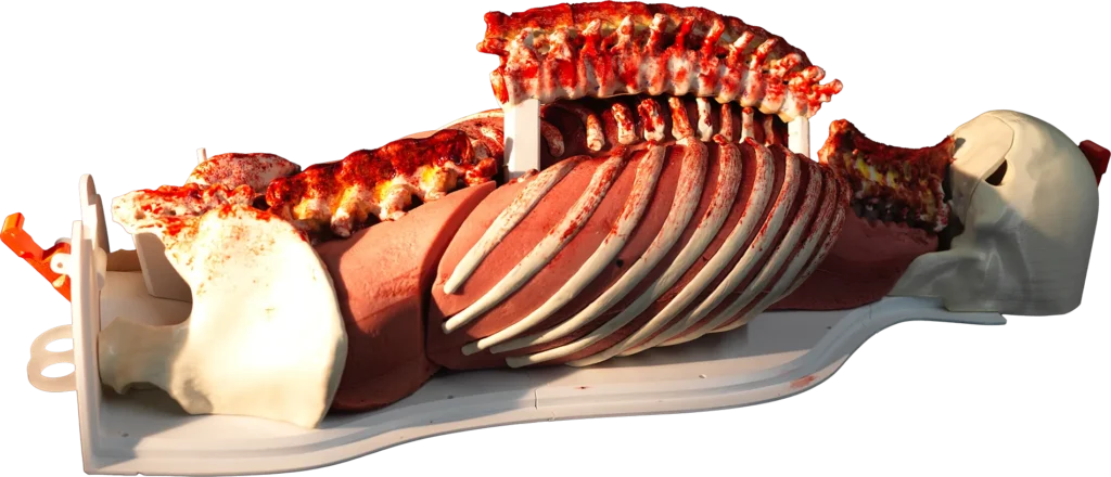 RealSpine Full Modular spine model, occiput to sacrum